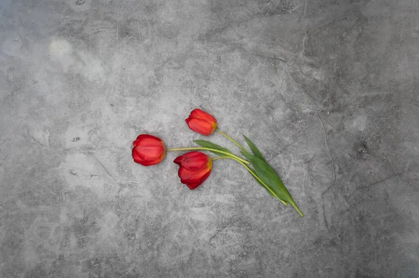 Tulipes rouges sur fond ciment gris minimalisme vue de dessus, décor de Pâques, printemps — Photo