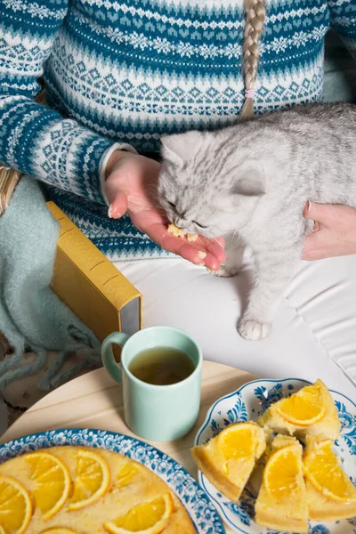La padrona di casa passa il gattino grigio un pezzo di torta nel palmo della mano, — Foto Stock
