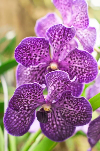 Close up Wanda de orquídea roxa, retrato de planta, fundo floral — Fotografia de Stock
