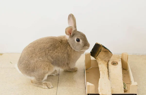 Портрет пушистого бежевого кролика, грызет на деревянной коробке, точит зубы, домашнее животное, — стоковое фото