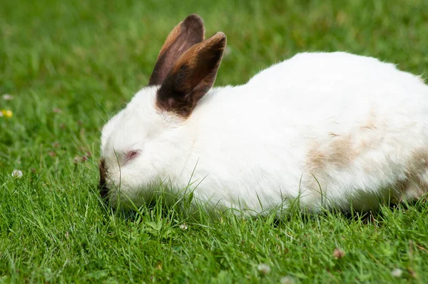 Bianco carino coniglio con naso marrone mangia erba sul prato, peloso animale domestico, coniglietto pasquale — Foto Stock