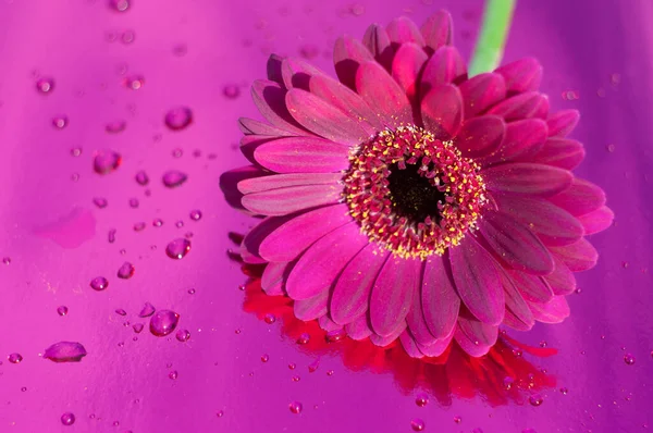 Um gerbera roxo no fundo roxo néon, ângulo próximo, humor de primavera, flor — Fotografia de Stock