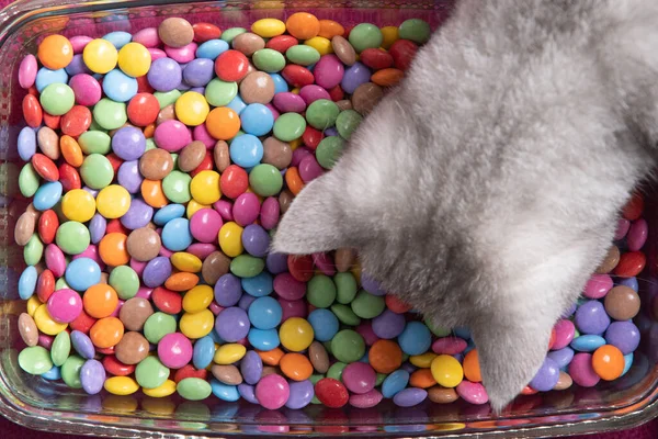 Цікавий кошеня дивиться на різнокольорові круглі цукерки, яскраві і барвисті — стокове фото