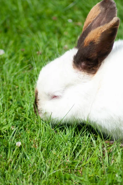 Белый милый кролик с коричневым носом ест траву на газоне, пушистый питомец, пасхальный кролик — стоковое фото