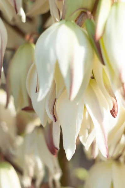 花园月桂花花序上的巨大的乳白色花朵，自然界的美丽 — 图库照片