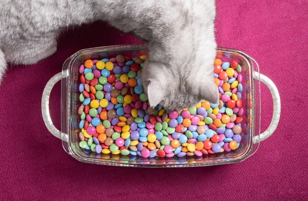 Цікавий кошеня дивиться на різнокольорові круглі цукерки, яскраві і барвисті — стокове фото