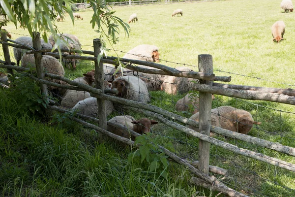 갈색 양은 시골에 있는 농촌의 푸른 초원에서 풀을 뜯고 있다, — 스톡 사진