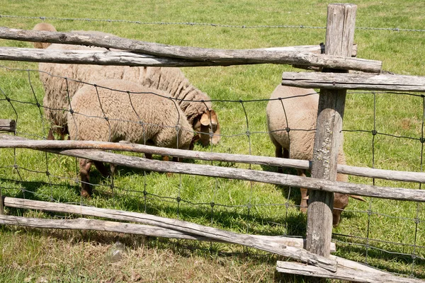 Bruine schapen grazen op een open groene weide in een landbouwgebied, het plattelandsleven, — Stockfoto
