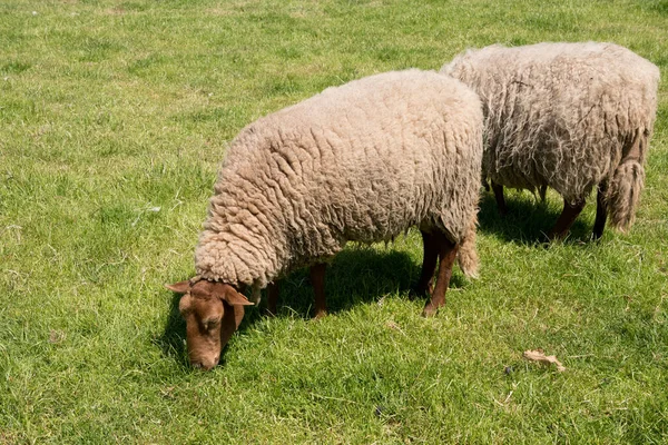 Bruine schapen grazen op een open groene weide in een landbouwgebied, het plattelandsleven, — Stockfoto
