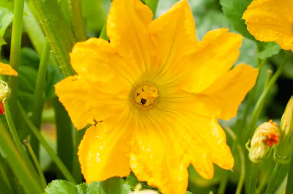 Uma enorme flor de abobrinha amarela, um besouro poliniza uma flor dentro, — Fotografia de Stock