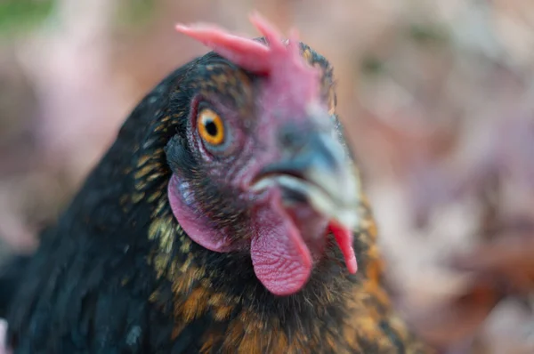Close-up portrait of a black hen, a surprised hen looks with an orange eye — Stock Photo, Image