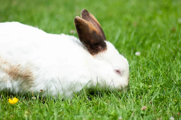 Coelho bonito branco com nariz castanho come grama no gramado, animal de estimação fofo, coelho de Páscoa — Fotografia de Stock