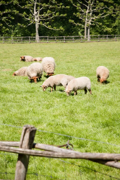 Bruine Schapen Grazen Een Open Groene Weide Een Landbouwgebied Landelijk — Stockfoto