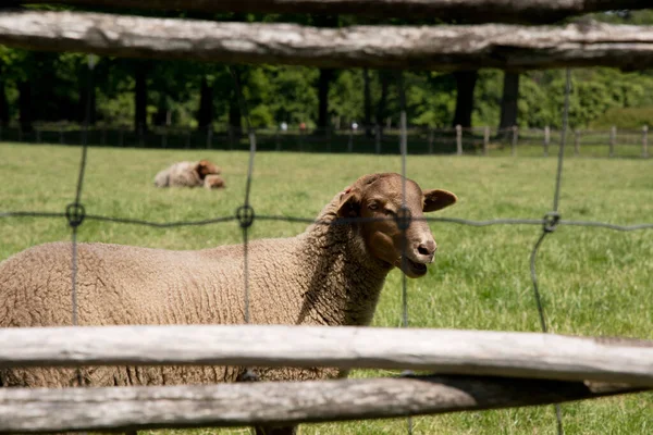 Bruine schapen grazen op een open groene weide in een landbouwgebied, het plattelandsleven, — Stockfoto