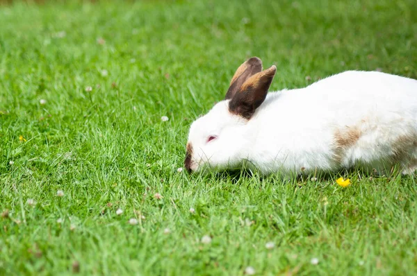 Белый милый кролик с коричневым носом ест траву на газоне, пушистый питомец, пасхальный кролик — стоковое фото