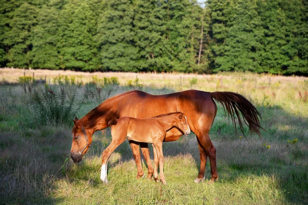 芝生の上の明るい太陽の光の中で小さな偽のスタンドを持つ母馬 — ストック写真