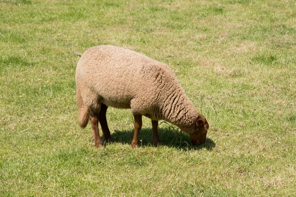 Moutons bruns pâturent sur un pré vert ouvert dans une zone agricole, la vie rurale, — Photo