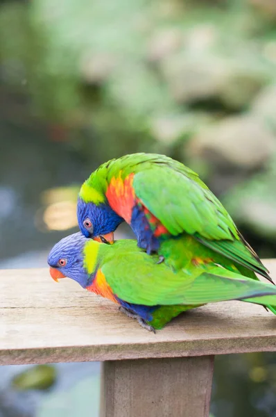 Luminoso multicolore arcobaleno lorikeet pappagallo, fare l'amore, produrre pulcini, primo piano — Foto Stock