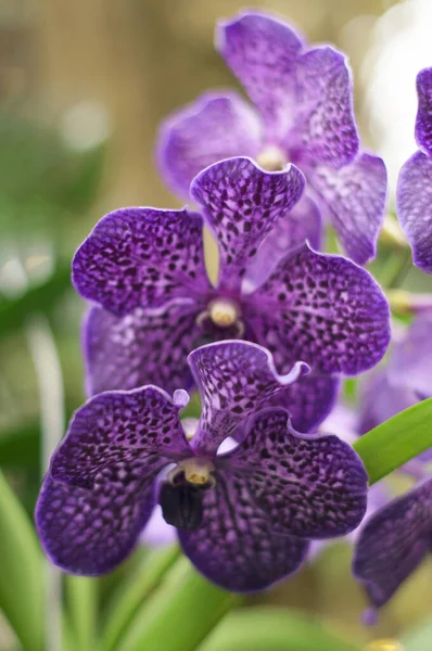 Wanda roxo da orquídea, retrato da planta, fundo floral — Fotografia de Stock