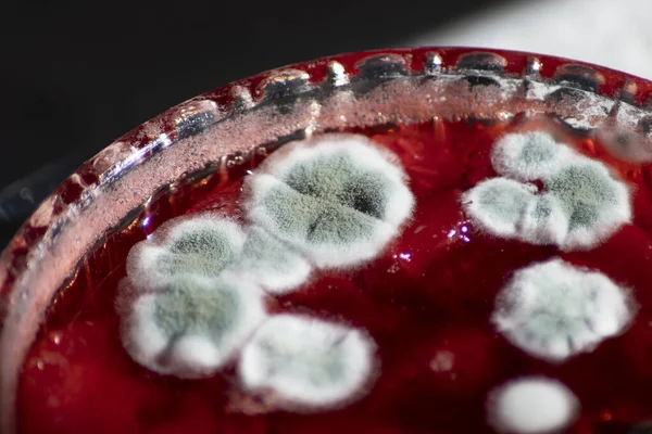 Çilek reçeli üzerine mavi küf, aşçılık teknolojisinin ihlali, sağlık tehlikesi