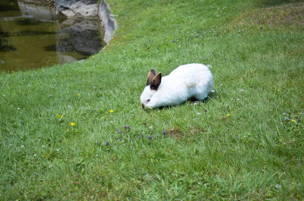 白色可爱的兔子 长着棕色的鼻子 在阳光下吃草坪上的草 毛绒绒的宠物 农场里的兔子繁殖 畜牧业 兔子寻找复活节彩蛋 — 图库照片