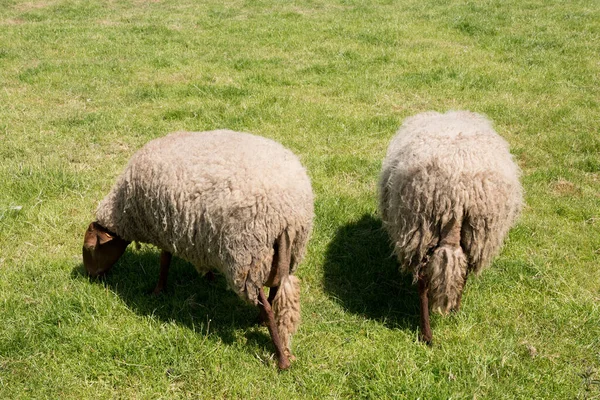 褐羊在农耕地区的开阔绿色草地上吃草 农村生活 乡村风景 阳光灿烂的日子 一群羊在绿色的草地上吃草 照片质量很高 — 图库照片