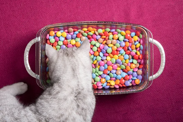 好奇的小猫看着多色的圆形糖果 明亮多彩的背景 高质量的照片 高质量的照片 — 图库照片
