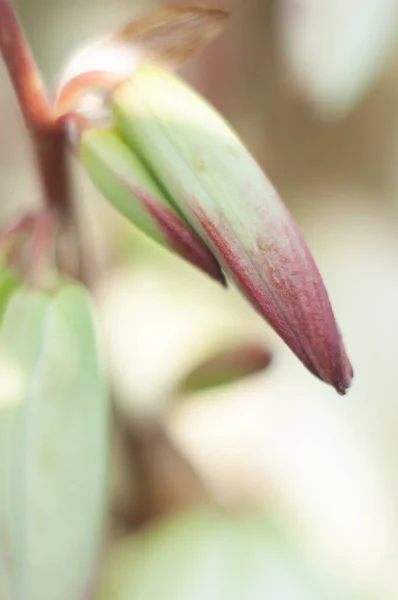 Large Creamy Flowers Inflorescence Garden Yucca Tenderness Beauty Nature Neutral — Stock Photo, Image