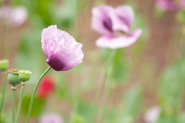İnanılmaz mor gelincikler yaz çiçeklerinin tomurcukları, çiçek arkaplanı. Yüksek kalite fotoğraf