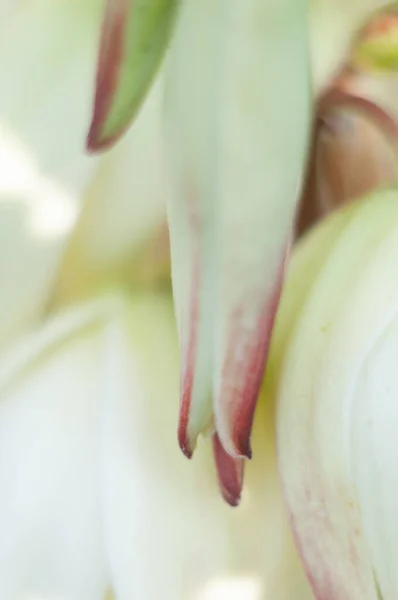 Grandes Flores Cremosas Sobre Inflorescência Yucca Jardim Ternura Beleza Natureza — Fotografia de Stock