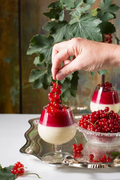 sweet dessert panna cotta with red currant berries, food photo still life on the background of a green branch with berries and a silver service. High quality photo