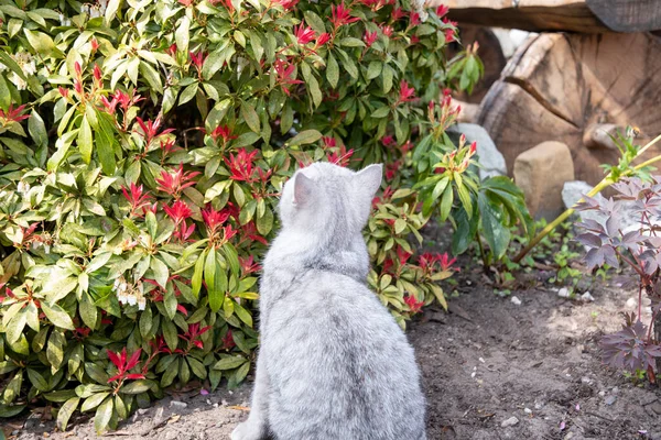 Scottish Kitten Sniffing Flowers Garden Watching Bumblebees Spring High Quality — Stockfoto