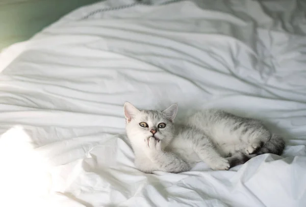 Small Kitten Scottish Straight White Gray Stripes Washed White Bed — Fotografie, imagine de stoc
