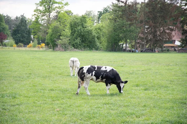 Group Beautiful Multi Colored Spotted Black White Cows Graze Corral — Fotografia de Stock