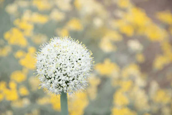 natural flower background, leek and onion inflorescence against blurred yellow curry flowers High quality photo