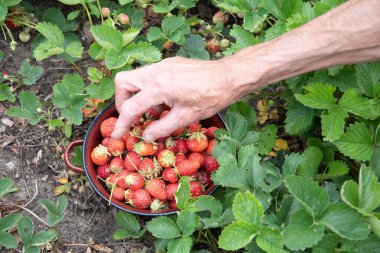 Bir adam avuç içinden çilek topluyor, büyük bir çilek hasadı, yaz meyveleri topluyor, erkek eli bir avuç olgun çilek tutuyor. Yüksek kalite fotoğraf