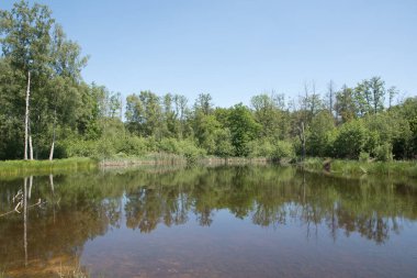 Mixed forest on the shore of a lake landscape, birch and spruce trees mixed forest,reflection of trees in the water, fallen trunks overturned in the water, High quality photo