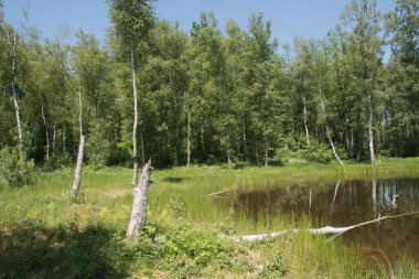 Mixed forest on the shore of a lake landscape, birch and spruce trees mixed forest,reflection of trees in the water, fallen trunks overturned in the water, High quality photo