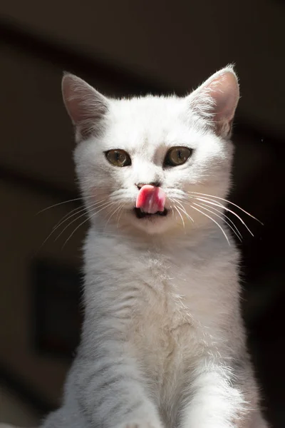 Kitten Licks Its Lips Cat Sits Chair Isolated Dark Background — Stockfoto