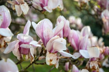 flowering magnolia tree with large pink flowers slightly frost damaged with dark brown spots, natural flower background, High quality photo