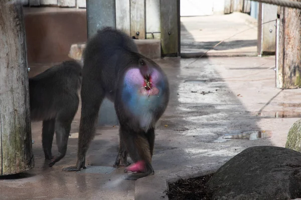 Colorful Mandril Dril Monkey Black Muzzle Blue Pink Rainbow Booty — Stock fotografie