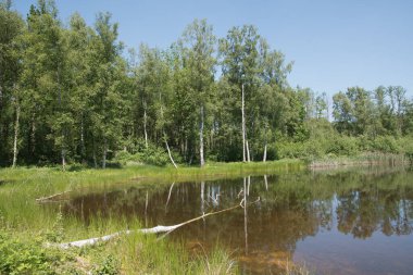 Mixed forest on the shore of a lake landscape, birch and spruce trees mixed forest,reflection of trees in the water, fallen trunks overturned in the water, High quality photo