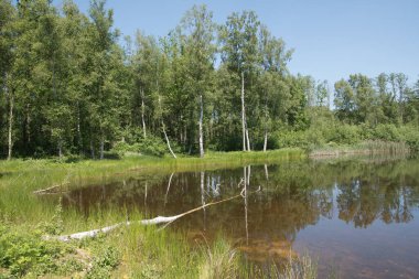 Mixed forest on the shore of a lake landscape, birch and spruce trees mixed forest,reflection of trees in the water, fallen trunks overturned in the water, High quality photo