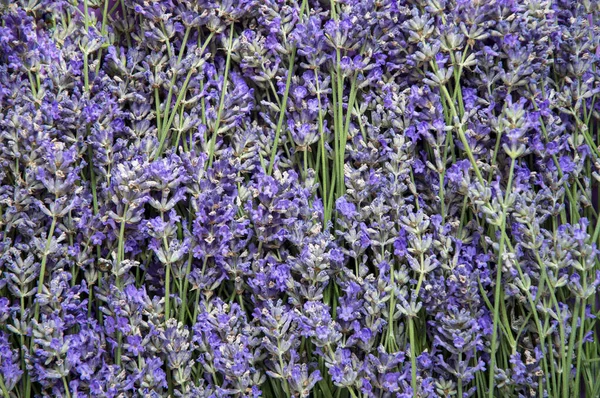 Beautiful Floral Background Fresh Lavender Flowers Green Stems Close Summer — Stock Photo, Image