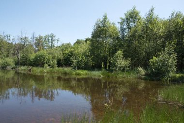 Mixed forest on the shore of a lake landscape, birch and spruce trees mixed forest,reflection of trees in the water, fallen trunks overturned in the water, High quality photo