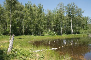 Mixed forest on the shore of a lake landscape, birch and spruce trees mixed forest,reflection of trees in the water, fallen trunks overturned in the water, High quality photo