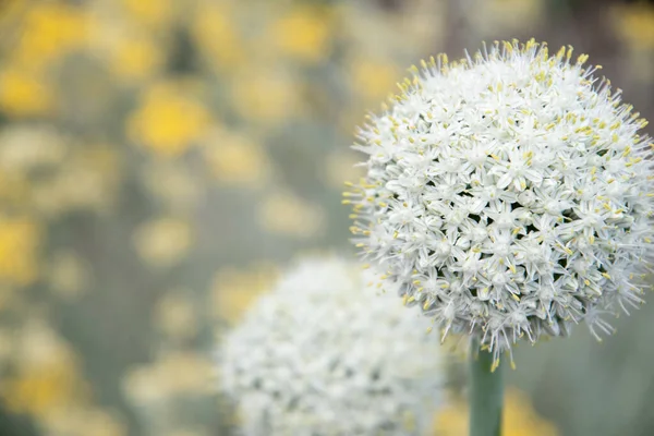 natural flower background, leek and onion inflorescence against blurred yellow curry flowers High quality photo