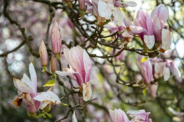 flowering magnolia tree with large pink flowers slightly frost damaged with dark brown spots, natural flower background, High quality photo