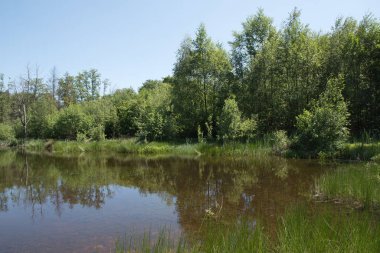 Mixed forest on the shore of a lake landscape, birch and spruce trees mixed forest,reflection of trees in the water, fallen trunks overturned in the water, High quality photo