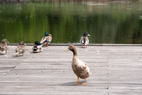 Variety Wild Ducks Resting Wooden Platform Forest Pond Backdrop Mixed — Photo